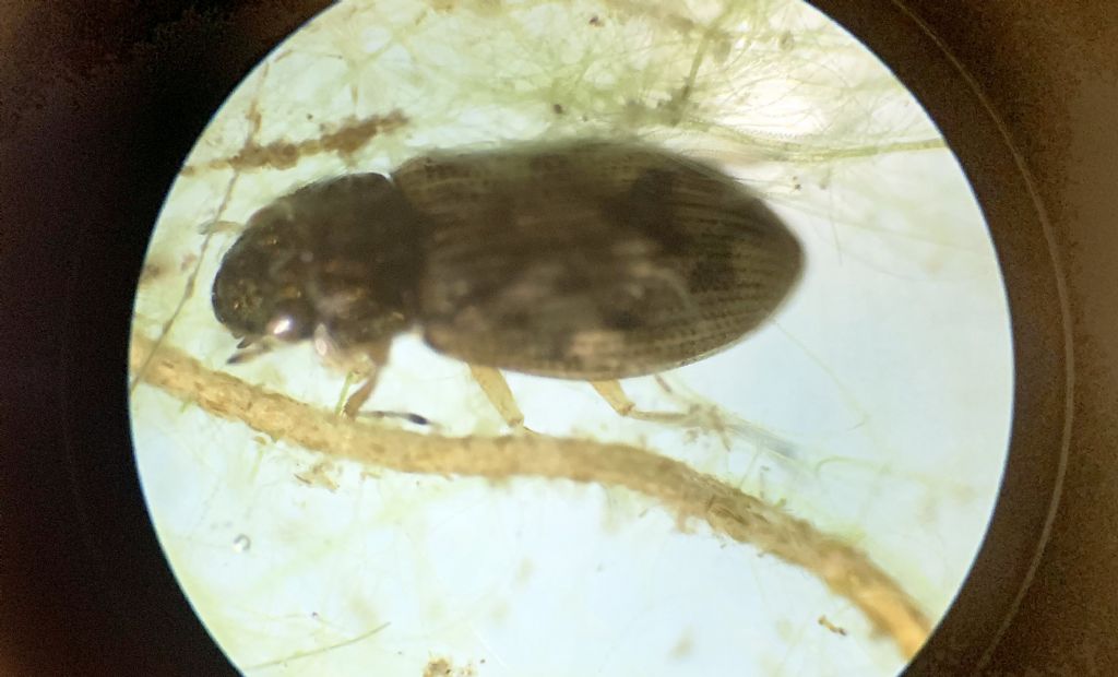 Coleottero acquatico: forse Helophorus sp?